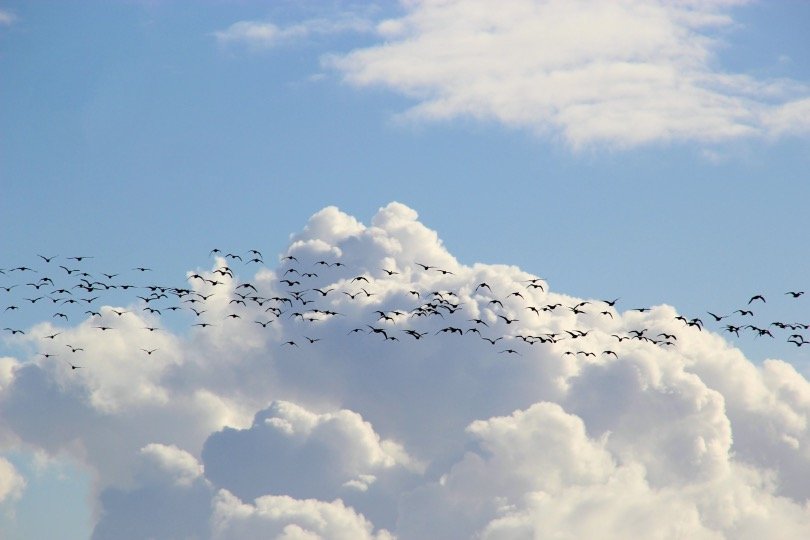 Why Do Birds Migrate