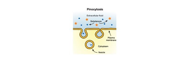 Read more about the article Pinocytosis: Definition, Types, Features, and Functions